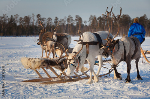 Northern deer tour © Vladimir Melnikov