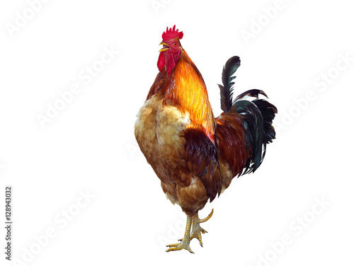 The Singing rooster