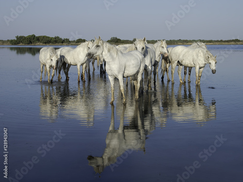 Fototapeta Naklejka Na Ścianę i Meble -  Herd of White Horses Standing in the Water Creating a Beautiful Reflection, Camargue, France