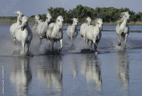 Fototapeta Naklejka Na Ścianę i Meble -  White Stallions Running Through the Water