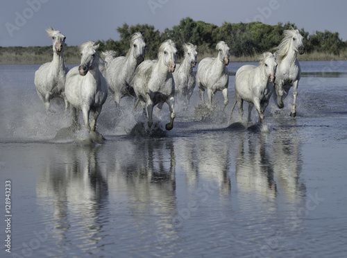 White Stallions Running Through the Water