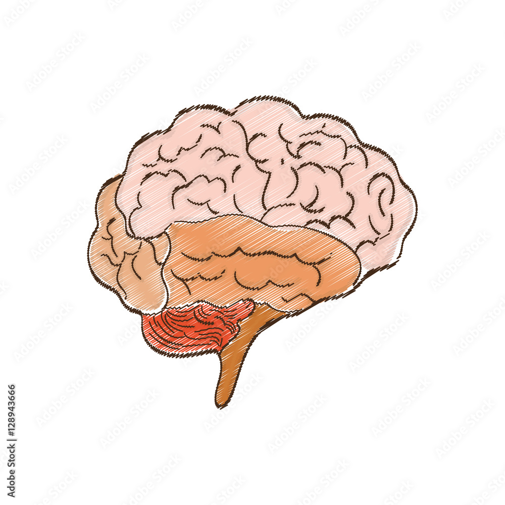 Human brain mind icon vector illustration graphic design Human brain mind icon vector illustration graphic design