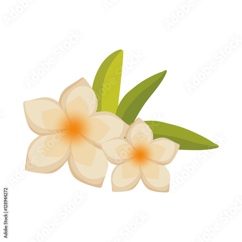 beautiful natural flower icon vector illustration graphic design © djvstock