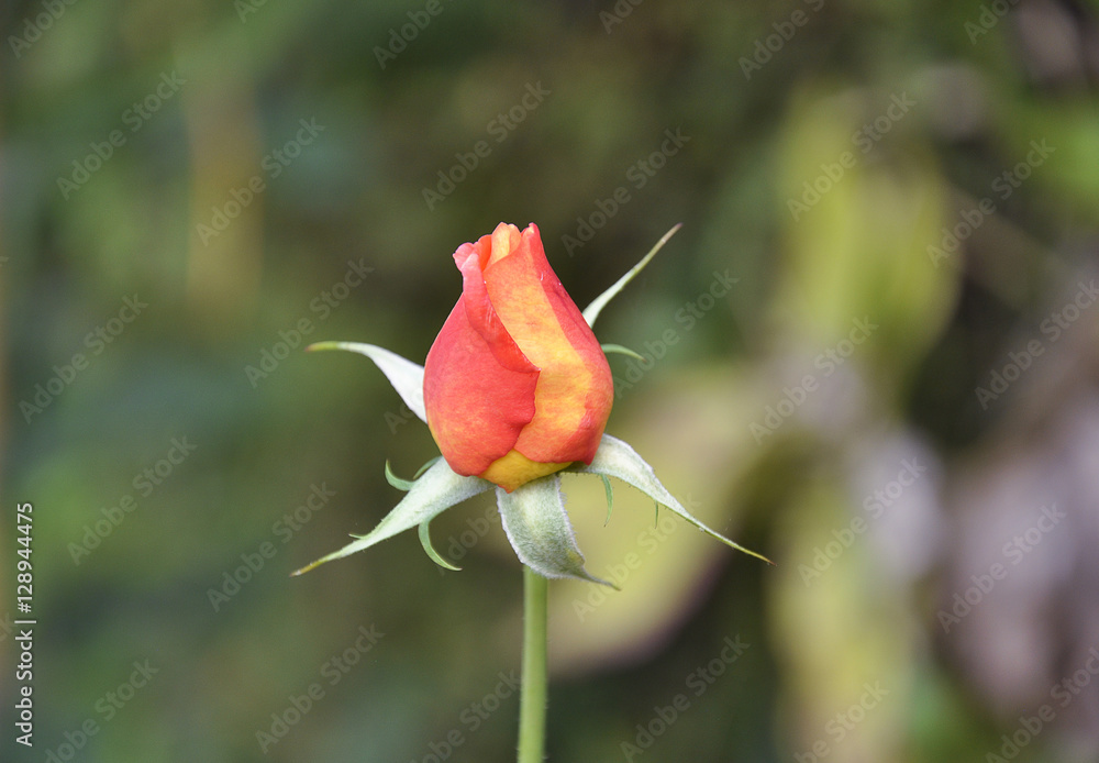 Orange and yellow rose button Orange and yellow rose button