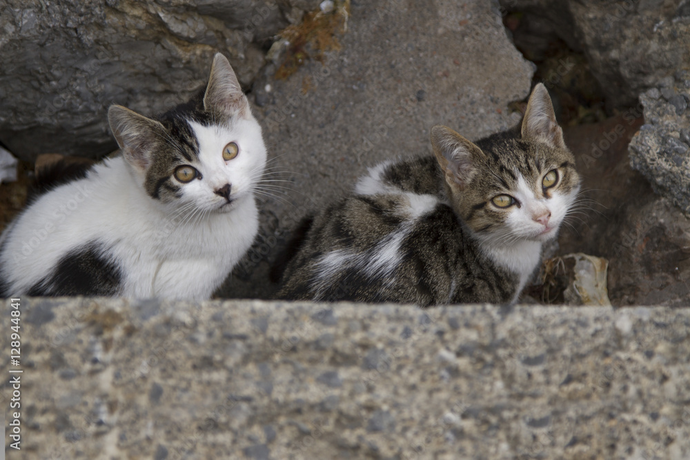 Two small cats are seating between rocks Two small cats are seating between rocks
