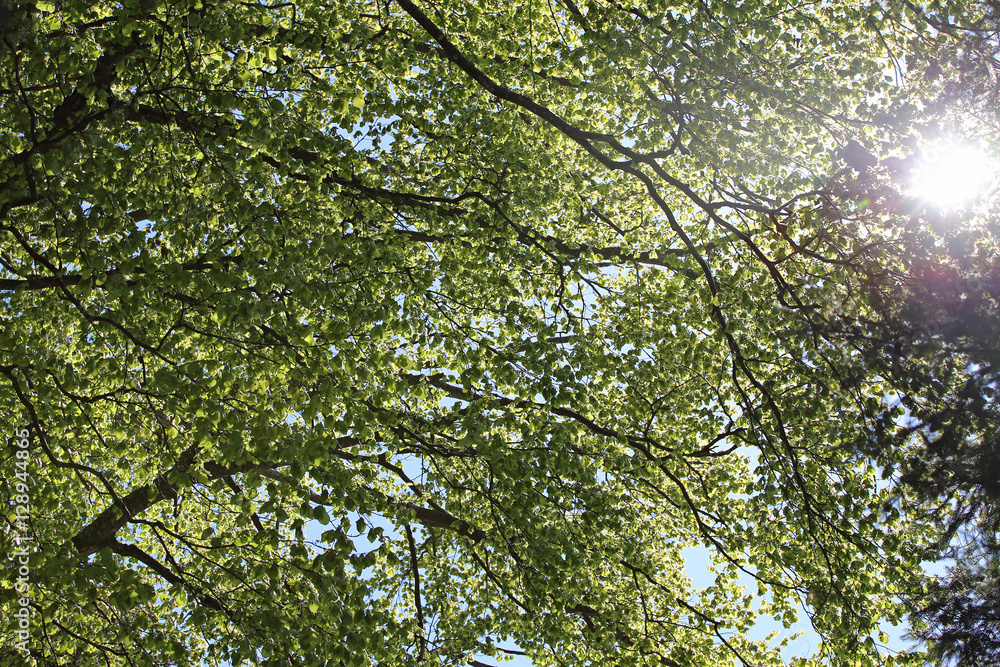 Fototapeta premium light that filters through the tall trees