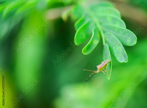 Insect © saodaeng