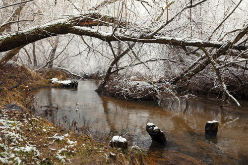 Fototapeta Naklejka Na Ścianę i Meble -  the first snow in the pine forest near the stream