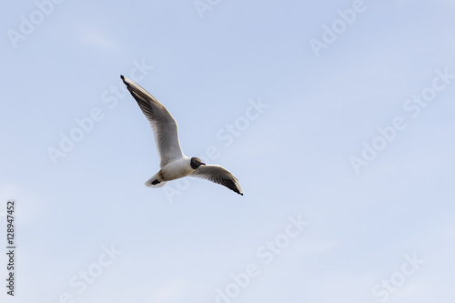 seagull flying in the sky © Maslov Dmitry