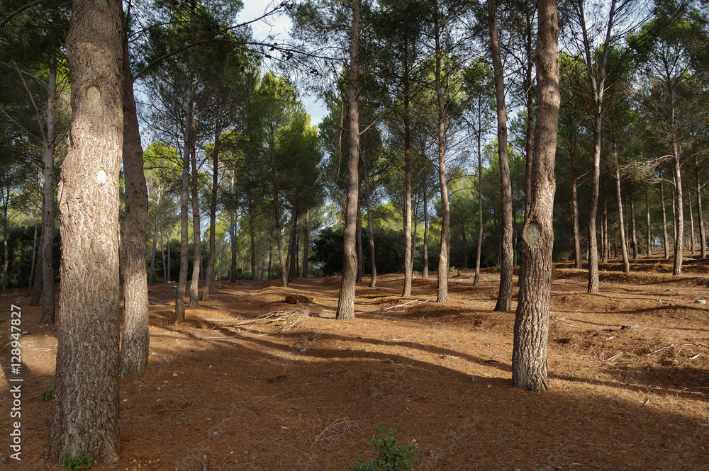 Bosque Bosque