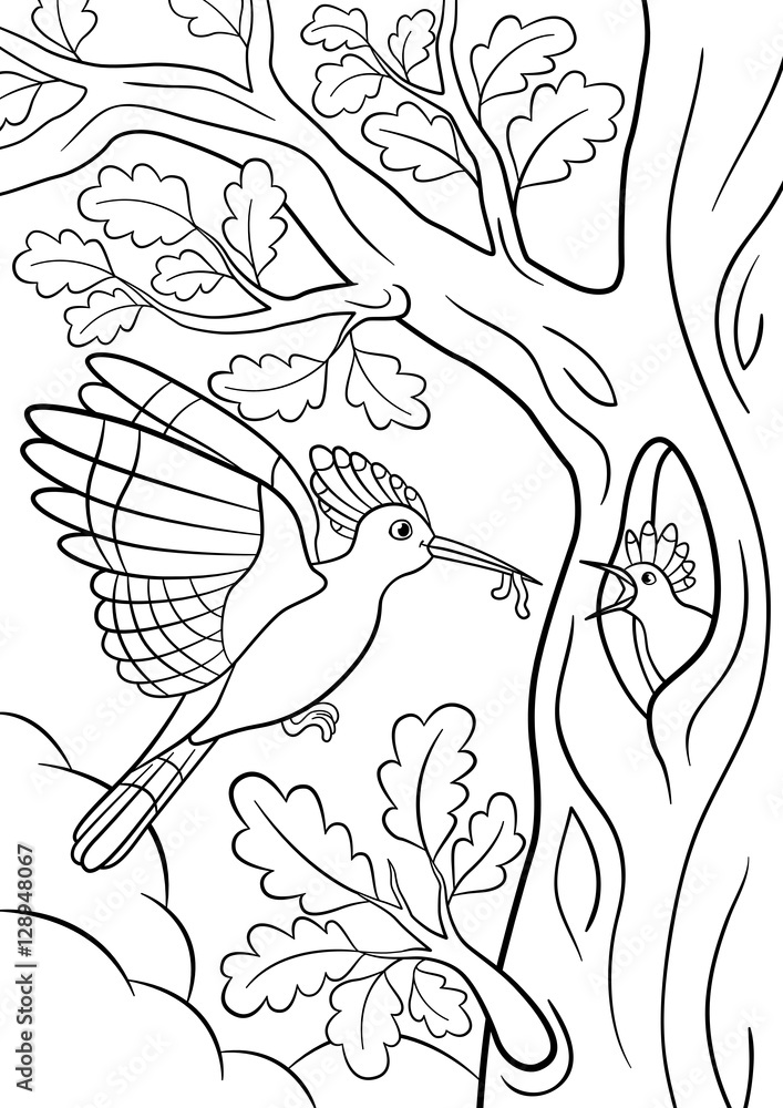Coloring pages. Mother hoopoe feeds her little cute baby.