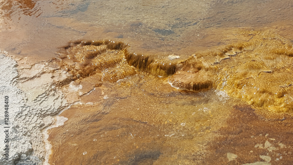 Thermal Waters of Mammoth Springs