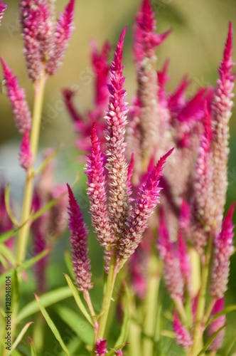 pink celosia argentea flower in nature garden