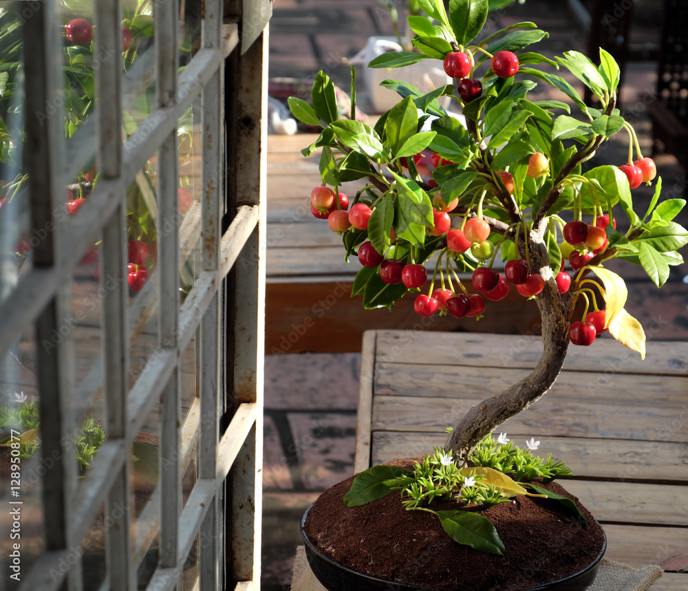 Fototapeta premium Cherry tree from clay, handmade bonsai