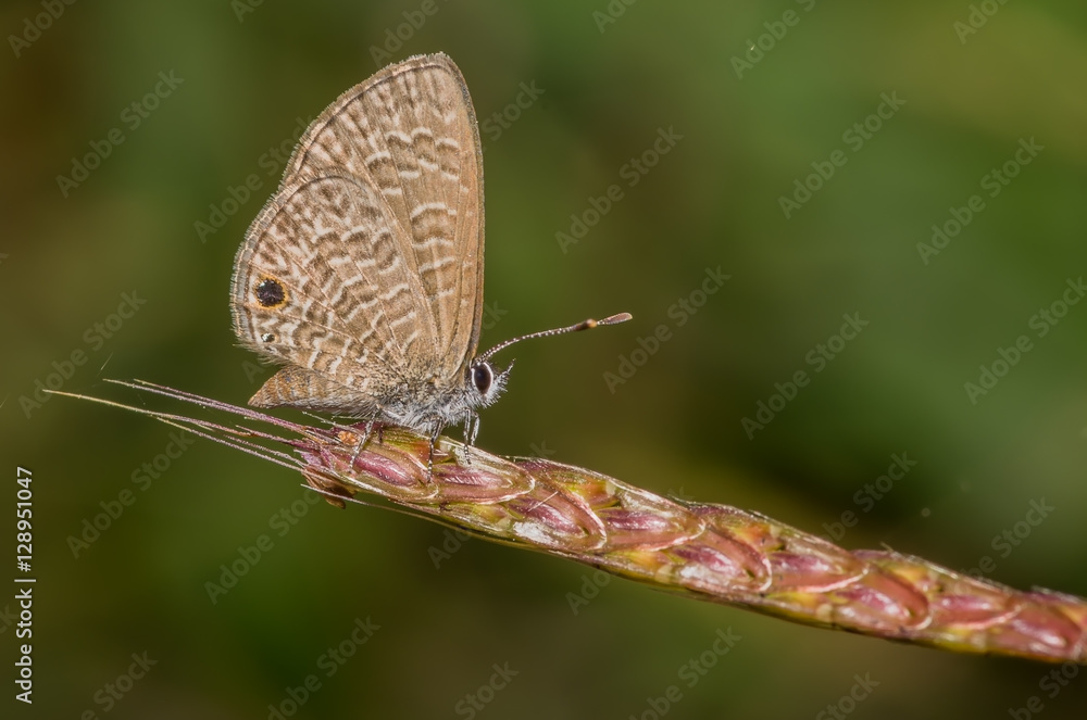 Tailless line blue butterfly perched on a tiny plant
Tailless line blue butterfly perched on a tiny plant