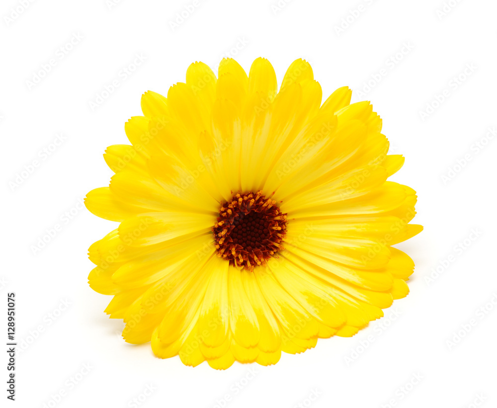 Calendula isolated on white background Calendula isolated on white background