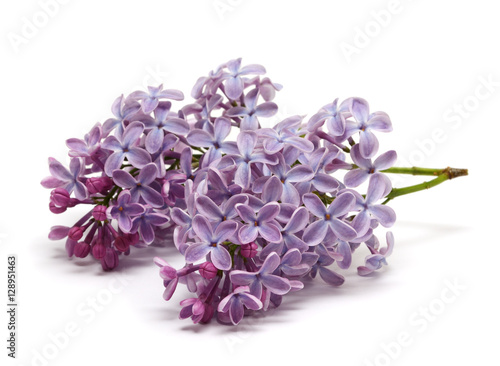 Lilac isolated on white background