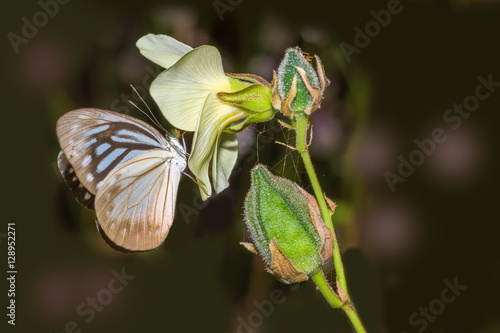 Common Wanderer female butterfly on a yellow wild flower photo