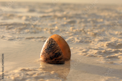 snail on the low tide