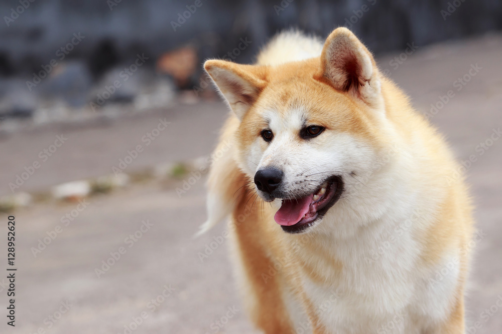 dog breed Akita Inu