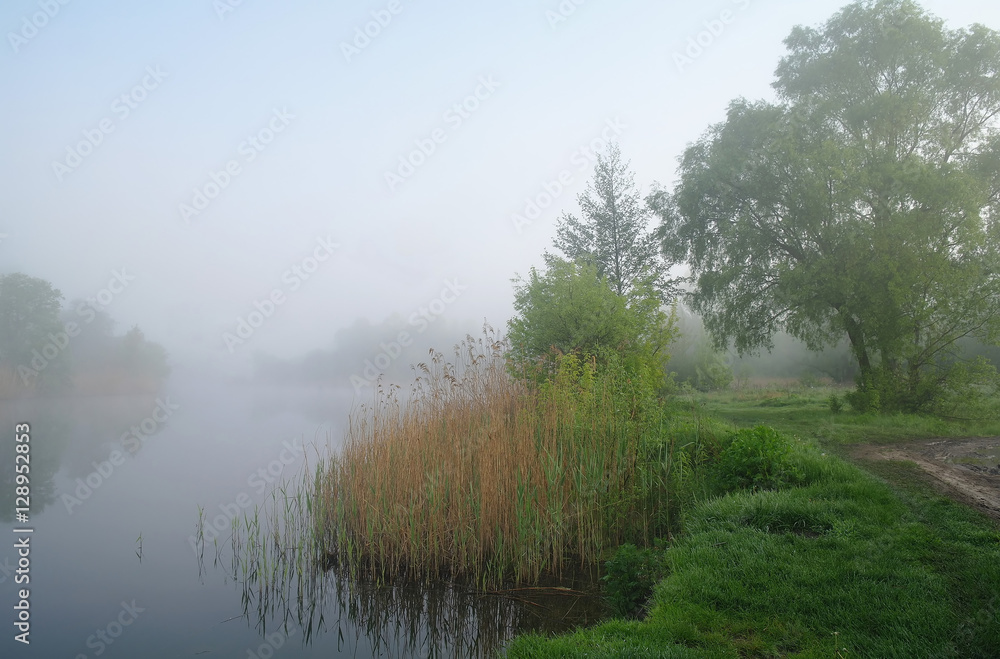 Wood on coast of the river, morning Wood on coast of the river, morning