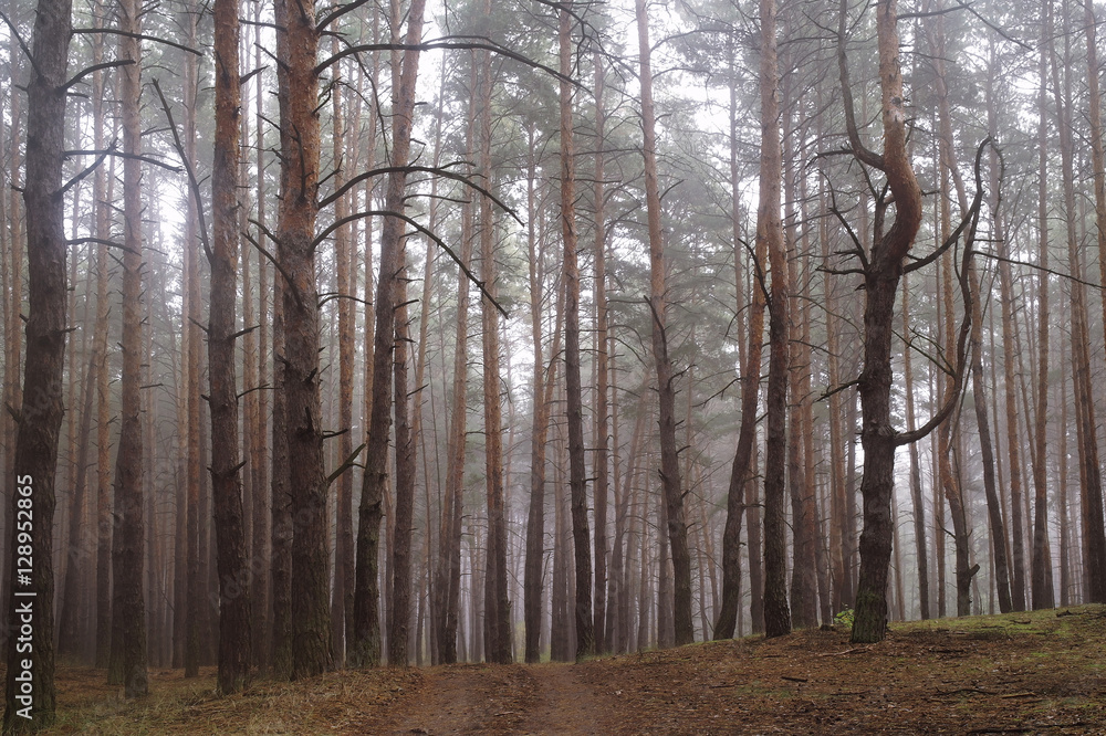 Pines in the forest with misty morning Pines in the forest with misty morning