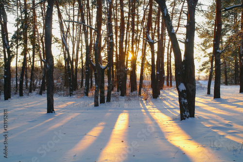 sunrise in the snowy forest
