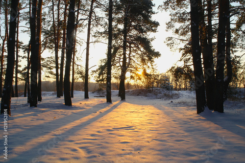 sunrise in the snowy forest
