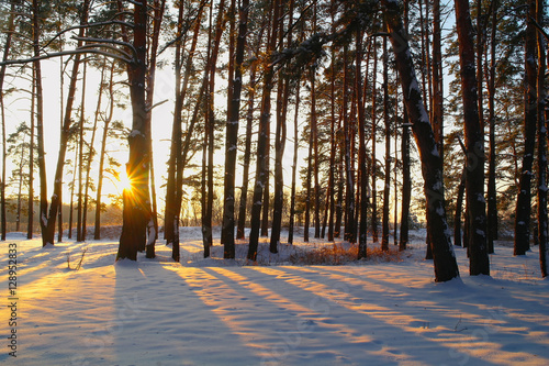 sunrise in the snowy forest