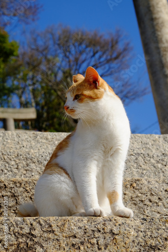 猫がたくさんいる島　男木島（豊玉姫神社付近にてにて） photo