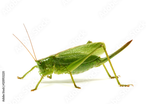 Green grasshopper isolated on white background © texturis