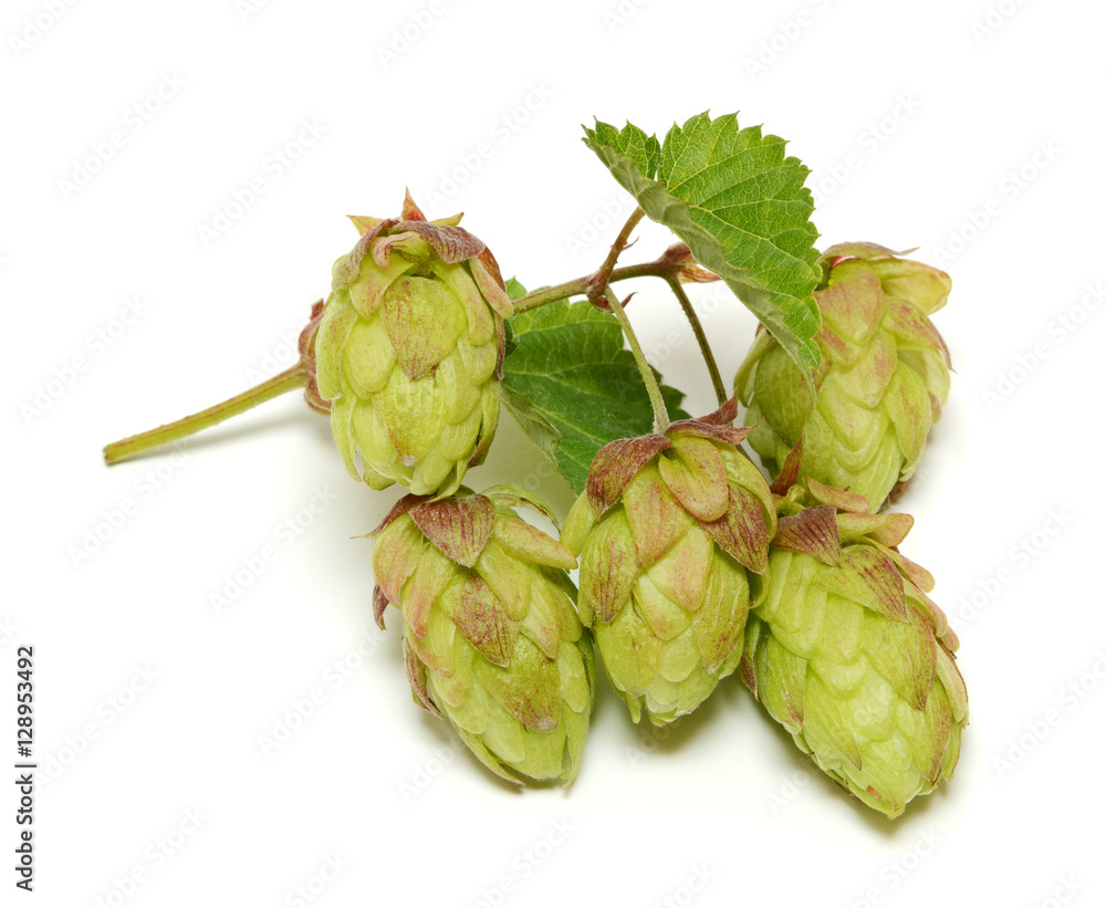 Fototapeta premium Hop branch isolated on white background