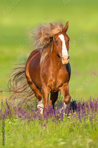 Red horse with long mane run gallop in flowers