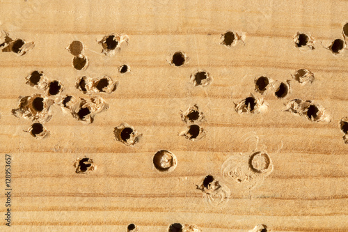 Фон и текстура деревянной доски с просверленными отверстиями
 photo