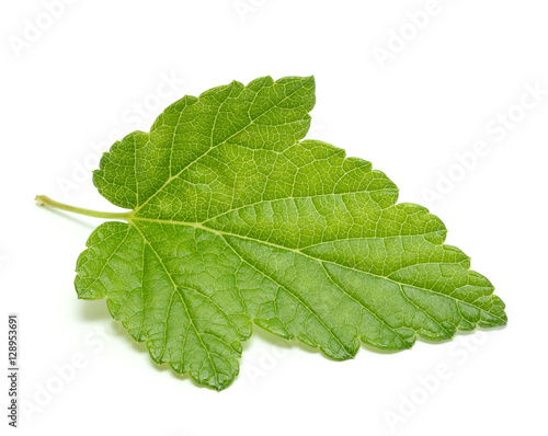 Currant tree leaf isolated on white background