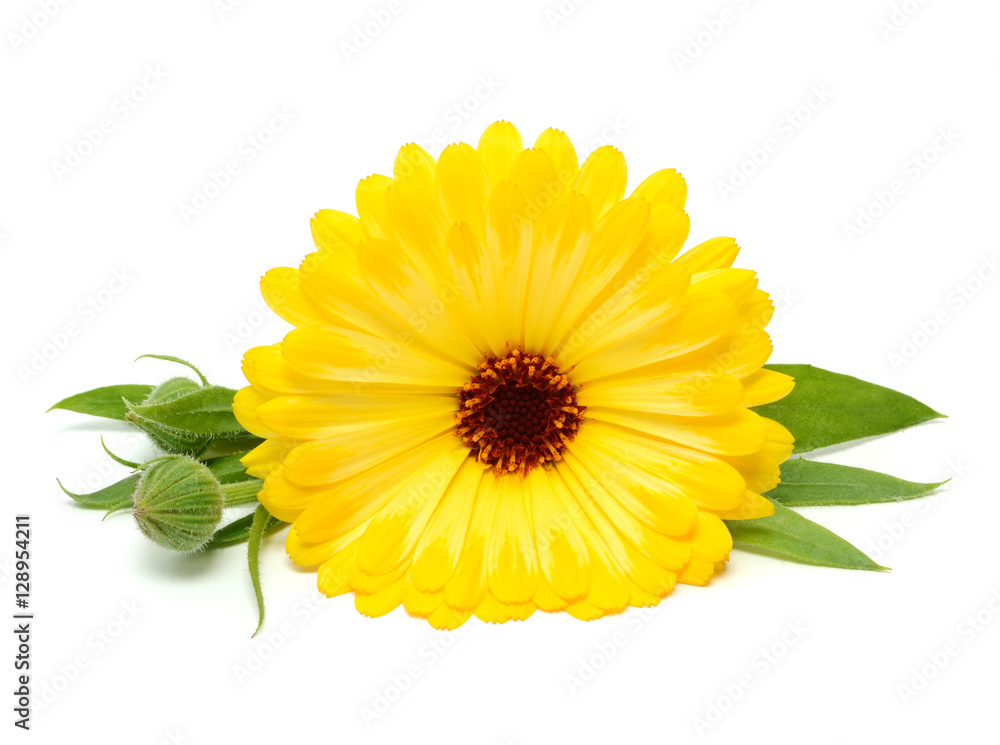 Obraz premium Calendula isolated on white background