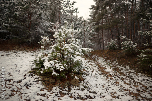 Wallpaper Mural the first snow in the pine forest near the stream Torontodigital.ca
