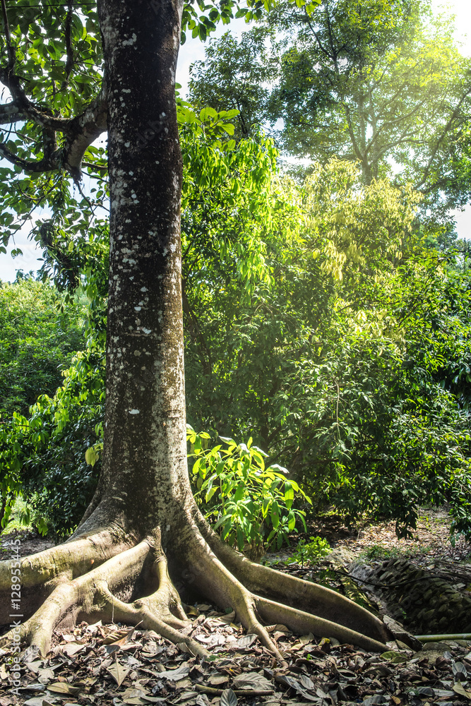 Tree roots and sunshine in a green forest. Light ray from the right. Contrast and saturate color. Little warm tone. Tree roots and sunshine in a green forest. Light ray from the right. Contrast and saturate color. Little warm tone.