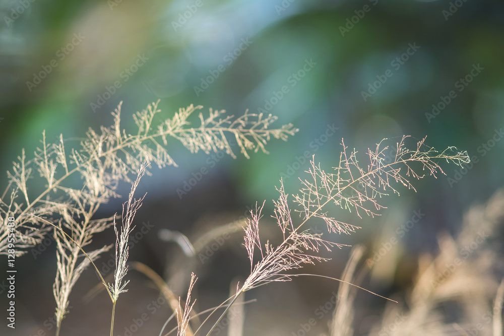 Obraz premium A field in evening. Shallow DOF. Soft and blur nature background.