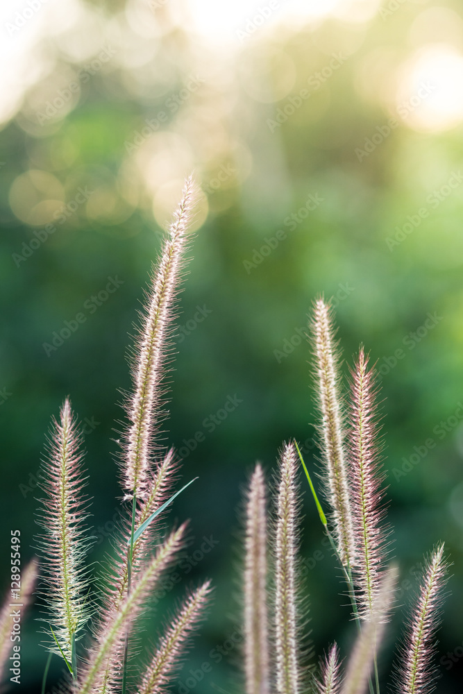 Field of grass during sunset. Light from the right. Rim light. Field of grass during sunset. Light from the right. Rim light.