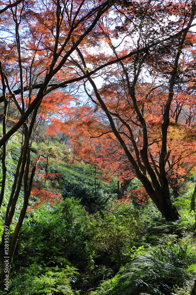 Autumn Nara : Yoshino Nara Japan