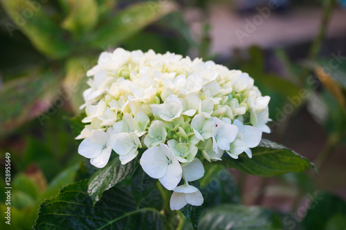 White flowers of hydrangea. Close up of blossom plant in garden 