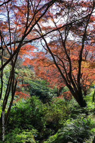 Autumn Nara : Yoshino Nara Japan