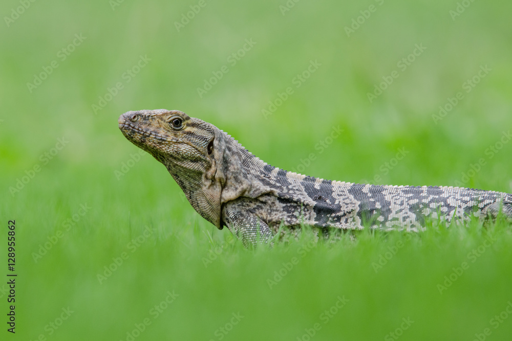Black iguana portrait lying in the grass Black iguana portrait lying in the grass