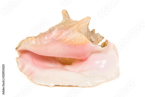 Pretty seashell isolated on a white background