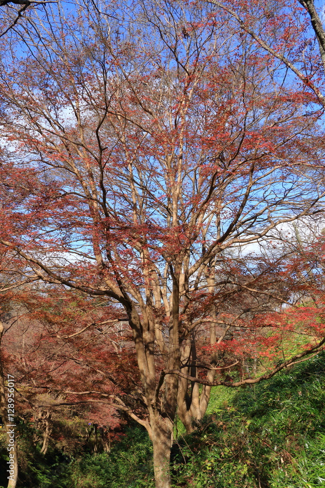 Autumn Nara : Yoshino Nara Japan Autumn Nara : Yoshino Nara Japan