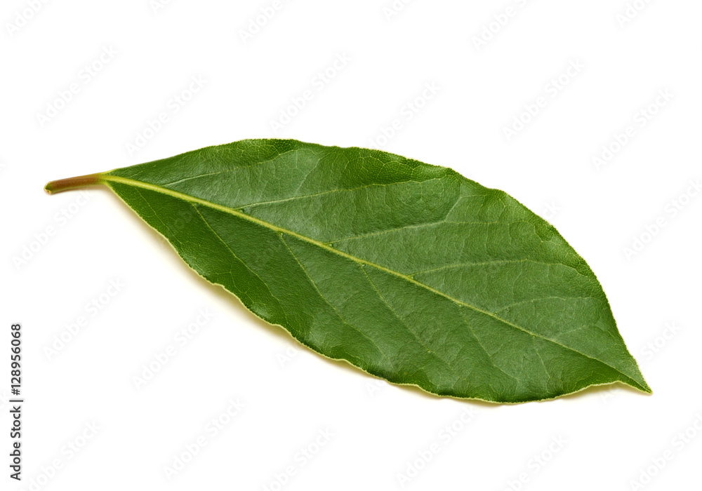Fresh green bay leaf isolated on white background Fresh green bay leaf isolated on white background