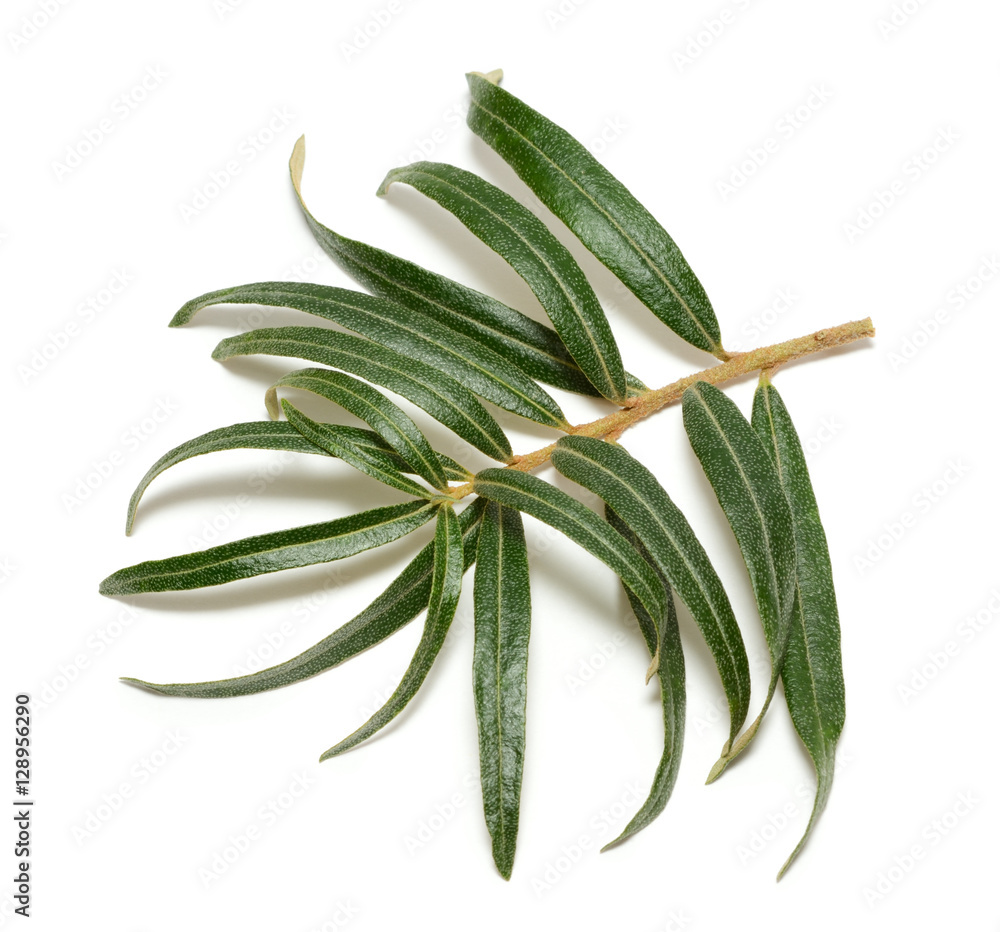 Sea buckthorn branch isolated on white background Sea buckthorn branch isolated on white background