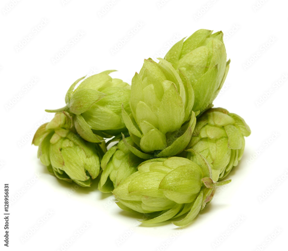 Hop cones isolated on white background Hop cones isolated on white background