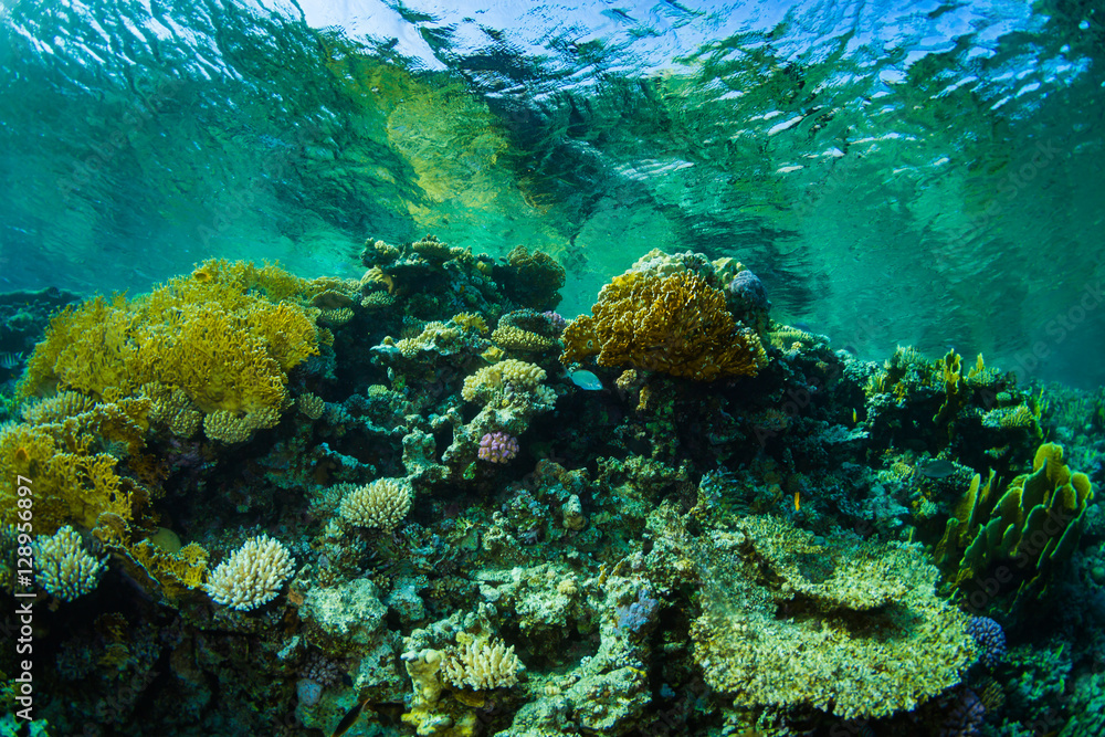 Obraz premium Coral garden